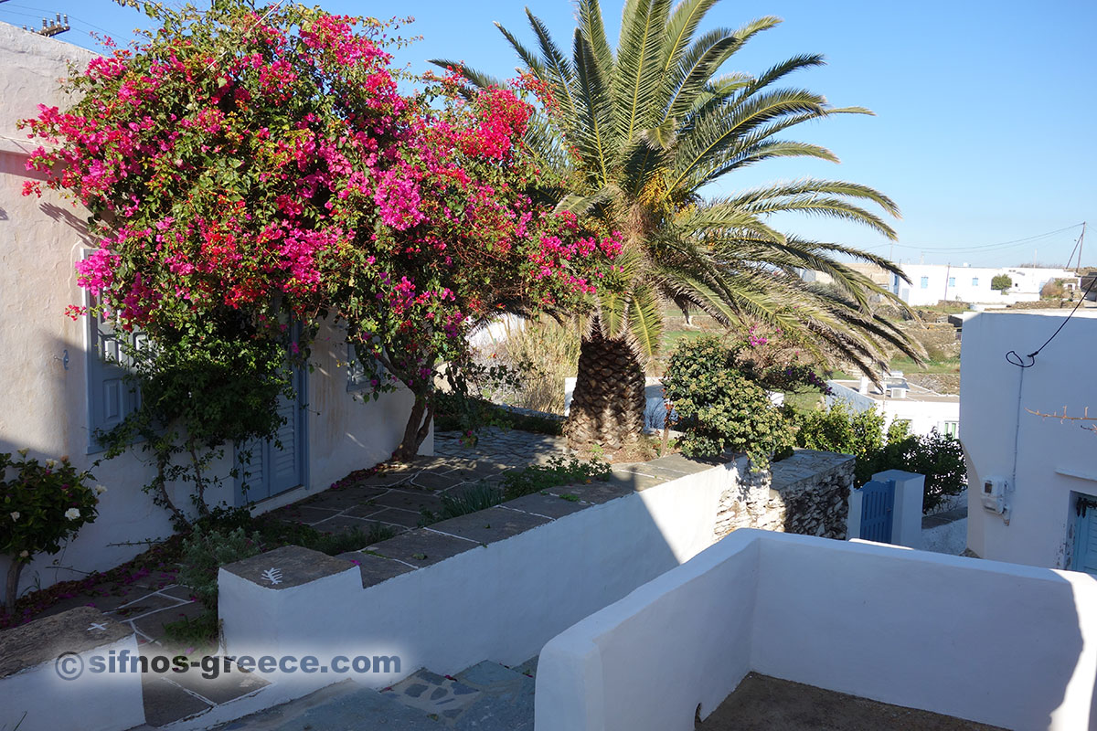 En trädgård i byn Ai Loukas
